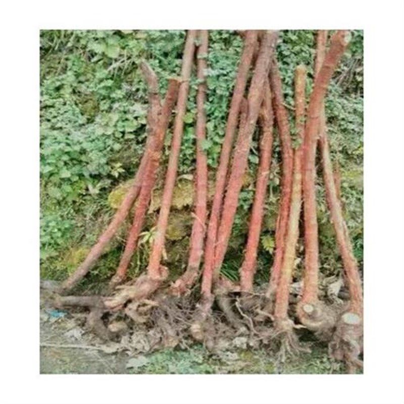 蔷薇砧木山木香树桩小果红刺藤可嫁接月季玫瑰现挖现卖种植耐寒
