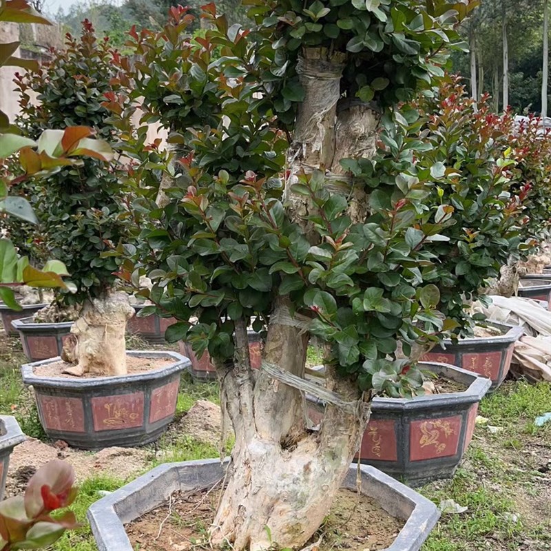 红花老头盆造型别墅红花继木盆景罗汉松盆景真树迎客松景观院子树