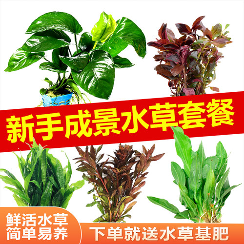 生态鱼缸造景沉木真水草植物水培阴性火山石净化水质小鱼缸造景全