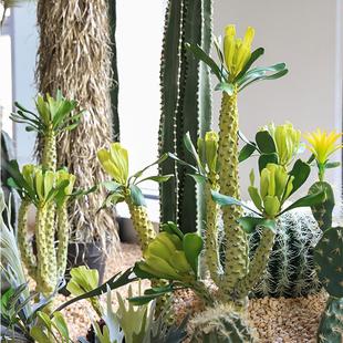 仿真仙人掌霸王鞭大型摩洛哥绿植盆栽室内落地软装造景装饰摆件
