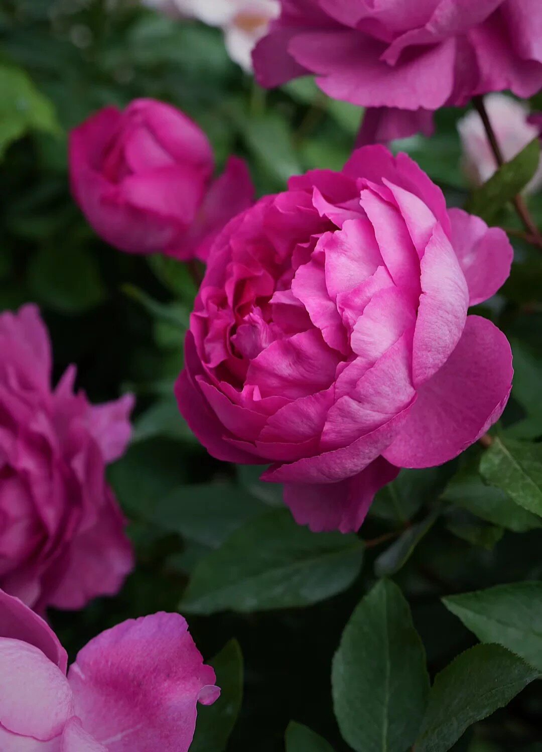 伊芙系列月季1 伊芙乙女心 伊芙胭脂香水 伊芙4号 灌木大花浓香