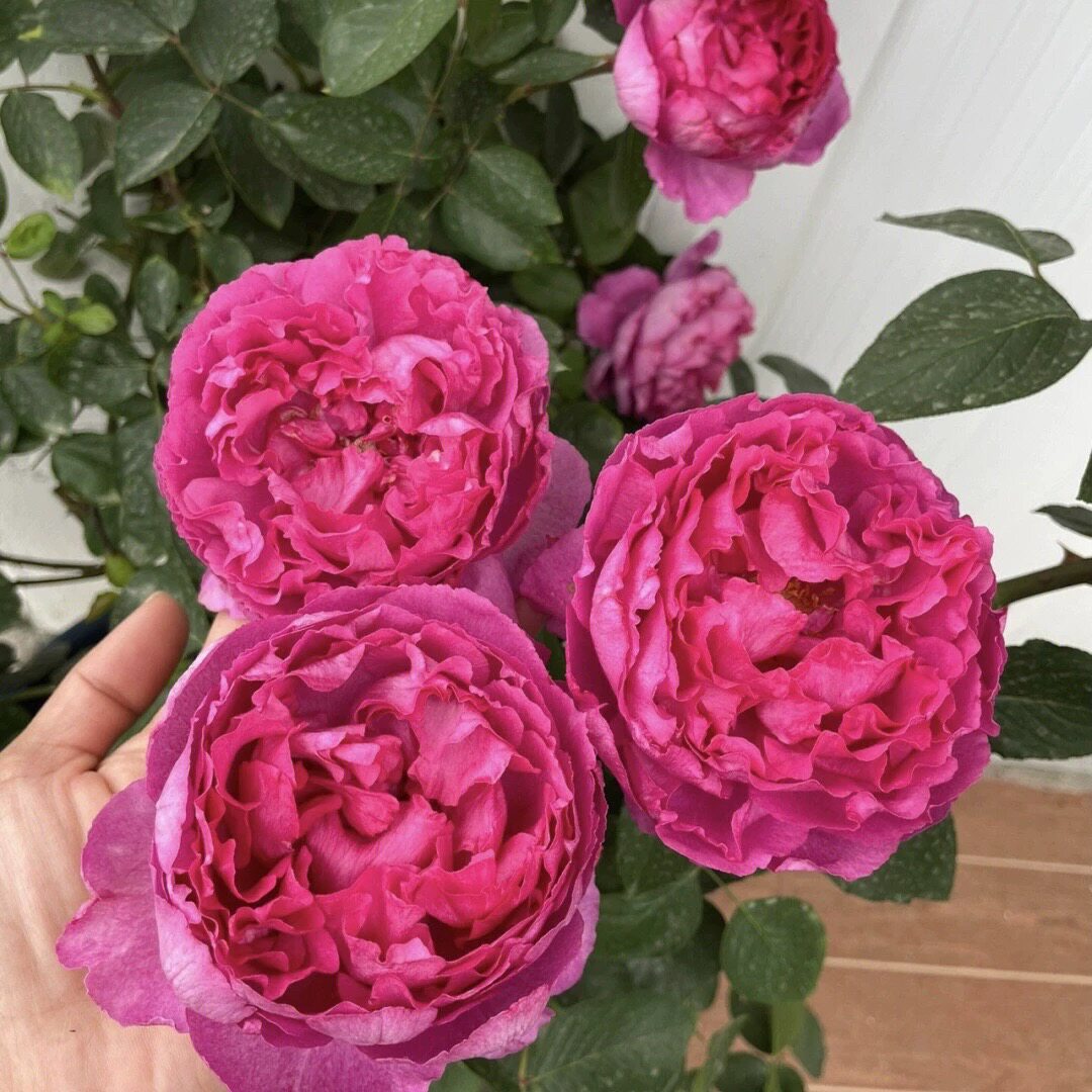 伊芙胭脂香水月季根接苗 灌木大花浓香勤花品种 阳台庭院地栽盆栽