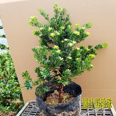 圆叶黑珍珠罗汉松 罗汉松树苗 一物一拍原生盆景素材苗室内外绿植