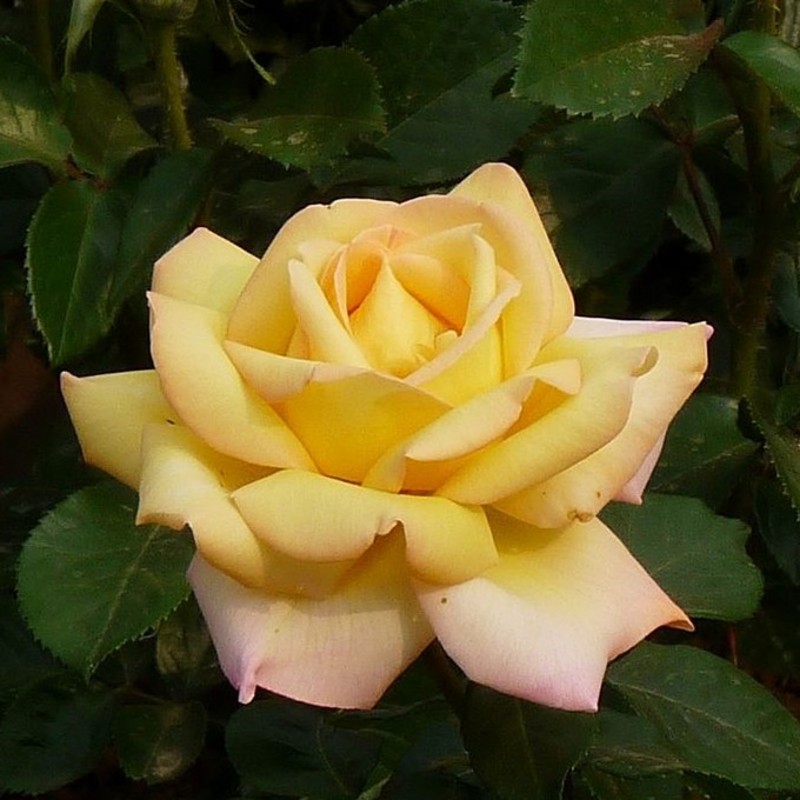 国月大花品种月季花黄和平浓香型玫瑰花苗盆栽四季开观花绿植花卉