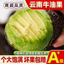 云南哈斯牛油果水果当季 热带鳄梨大果整箱软糯香甜 新鲜奶油应季