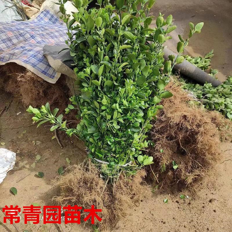耐寒北海道黄杨苗大叶黄杨庭院篱笆围墙冬青绿植耐旱四季青树苗