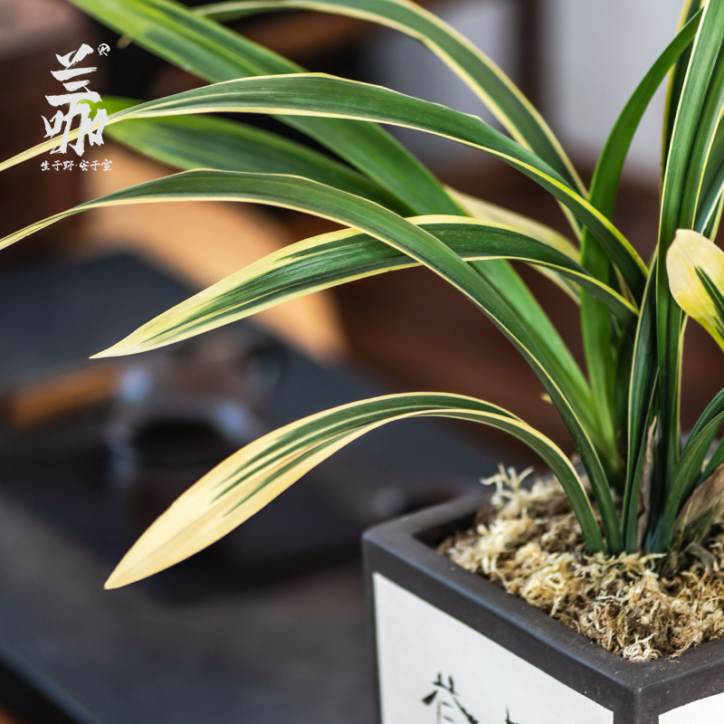 墨兰名贵兰花苗鹤艺金边鹤之华叶艺草带花苞浓香好养绿植花卉盆栽