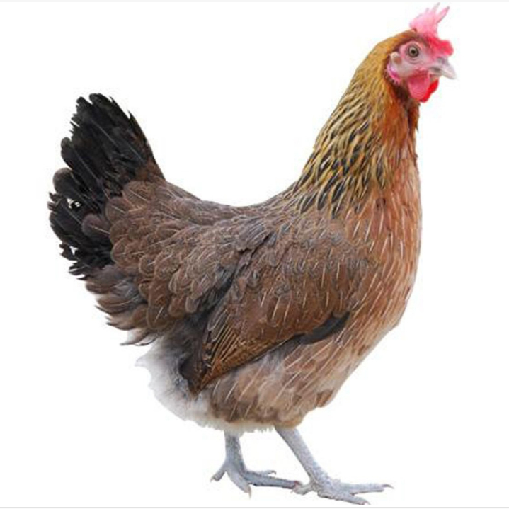 华北柴笨鸡活苗产蛋王土鸡小鸡活苗下蛋鸡正宗华北柴鸡笨鸡活体