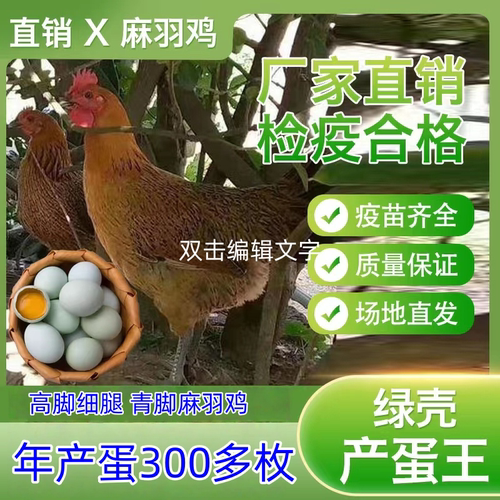 2-2.3斤绿壳红麻羽鸡活苗产蛋王土鸡小鸡活苗下蛋鸡绿壳蛋鸡活体