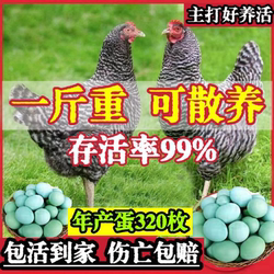 纯种汶上芦花鸡活苗脱温半斤绿壳蛋母小鸡活苗黑白芦花鸡活体