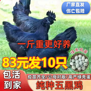 五黑鸡活苗纯种一代五黑一绿乌骨鸡绿壳蛋小鸡苗神农架乌骨鸡活苗