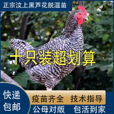 纯种汶上芦花鸡活苗绿壳蛋鸡活苗半大脱温小鸡活苗芦花鸡活体