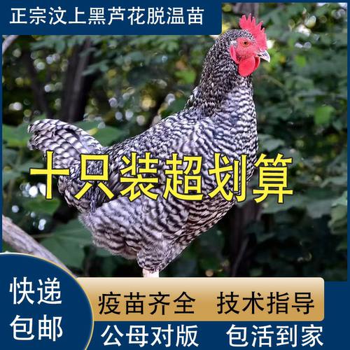 纯种汶上芦花鸡活苗绿壳蛋鸡活苗半大脱温小鸡活苗芦花鸡活体