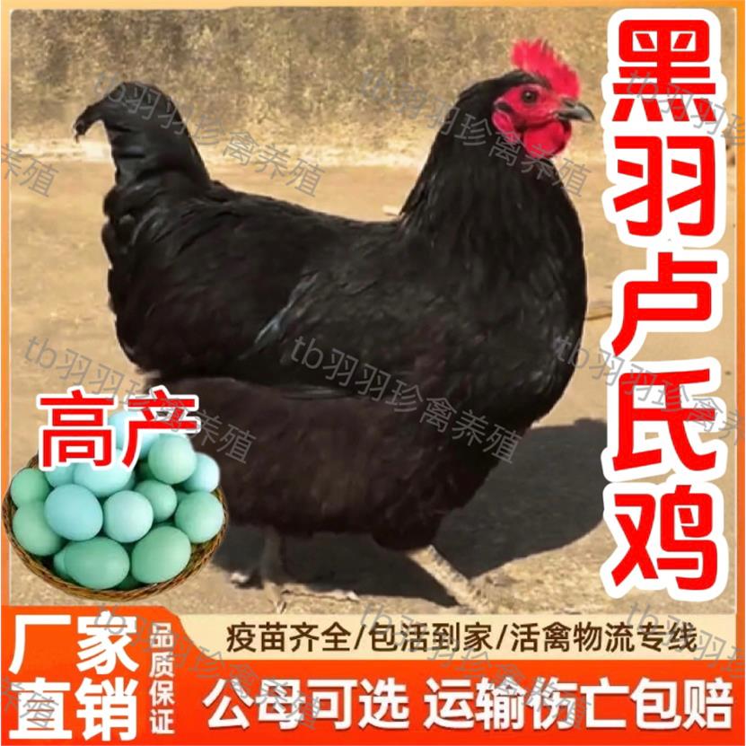 正宗卢氏绿壳蛋鸡活苗小鸡活苗产蛋王农家散养纯种黑羽卢氏土鸡苗