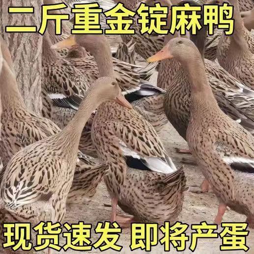 2斤左右正宗麻鸭金锭麻鸭高产蛋母鸭