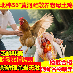 正宗黄油老母鸡土鸡农家散养走地鸡黄油新鲜现杀2年以上草鸡笨鸡