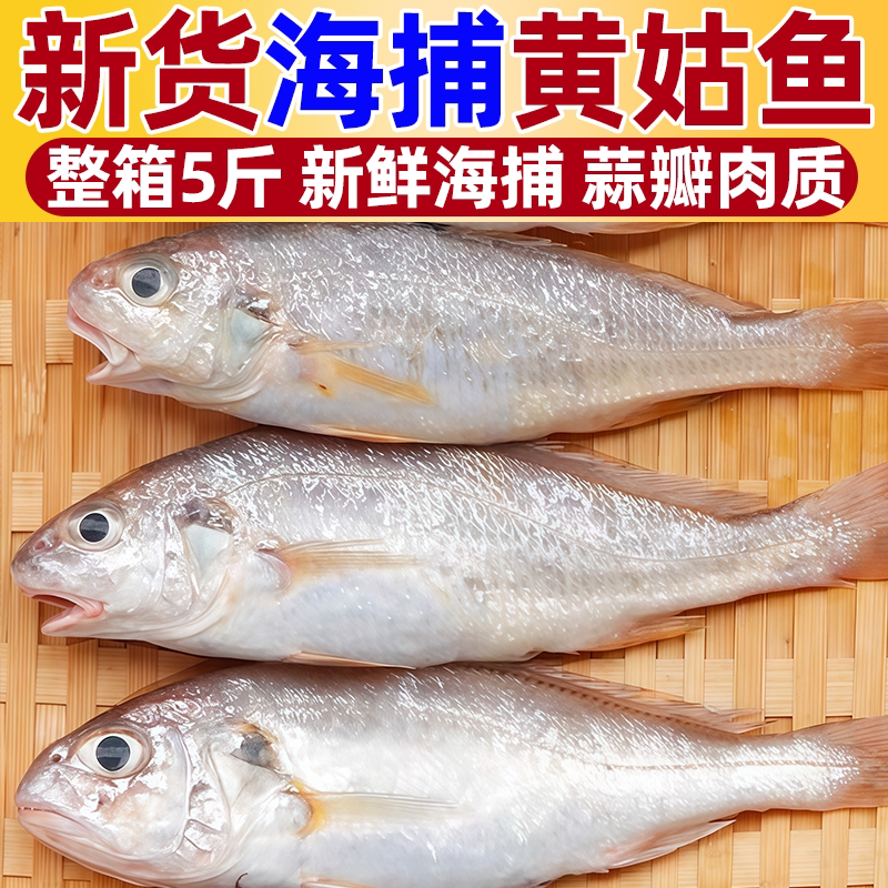 深海海捕活冻整条黄姑鱼顺丰