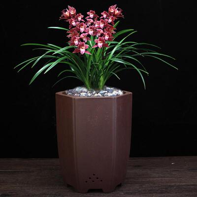 紫砂花盆大号陶瓷六角兰花盆君子兰蝴蝶兰惠春剑兰吊兰盆景盆