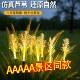 太阳能户外光纤芦苇灯庭院花园氛围装 饰灯阳台造景布置地插草坪灯
