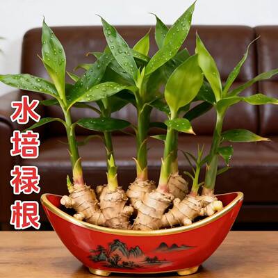 禄根带芽好养灵草不当生