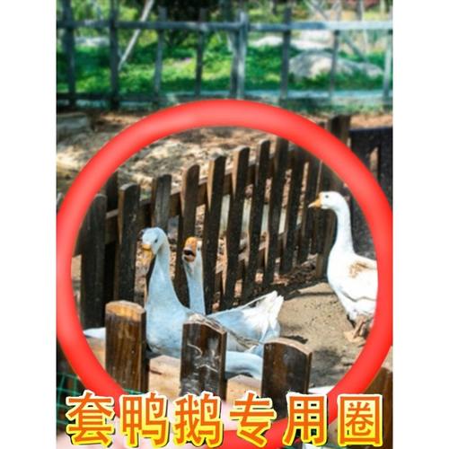 摆摊赶会套鸭子专用圈套