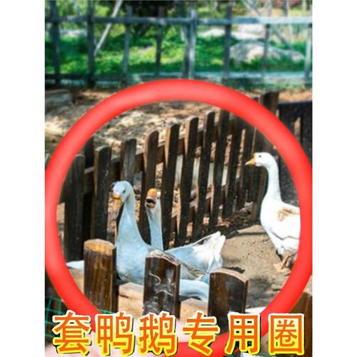 套鸭子专用圈套香烟地摊