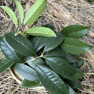 新鲜桂花叶真树叶现摘带枝发货绿色原生态叶手工diy装饰叶脉书签