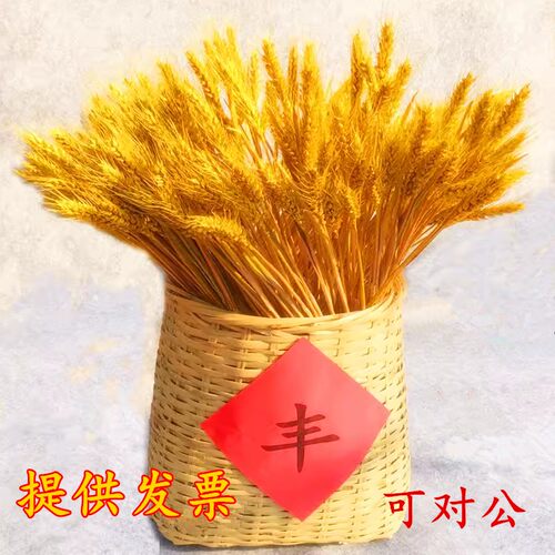 麦穗干燥花小麦子花束