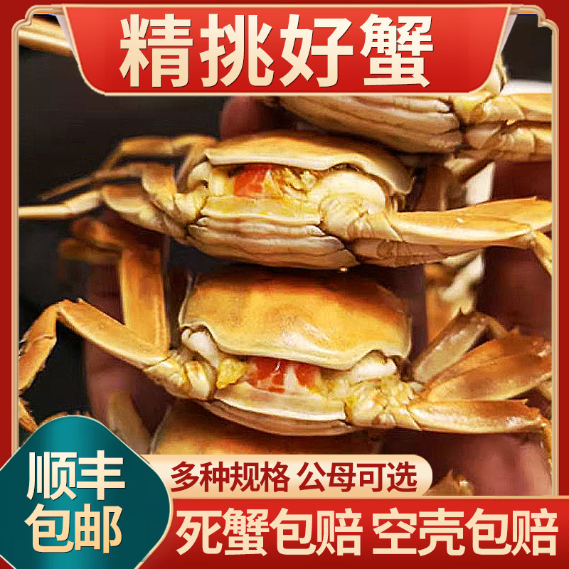 【全母上市】黄多膏肥蟹肉鲜甜