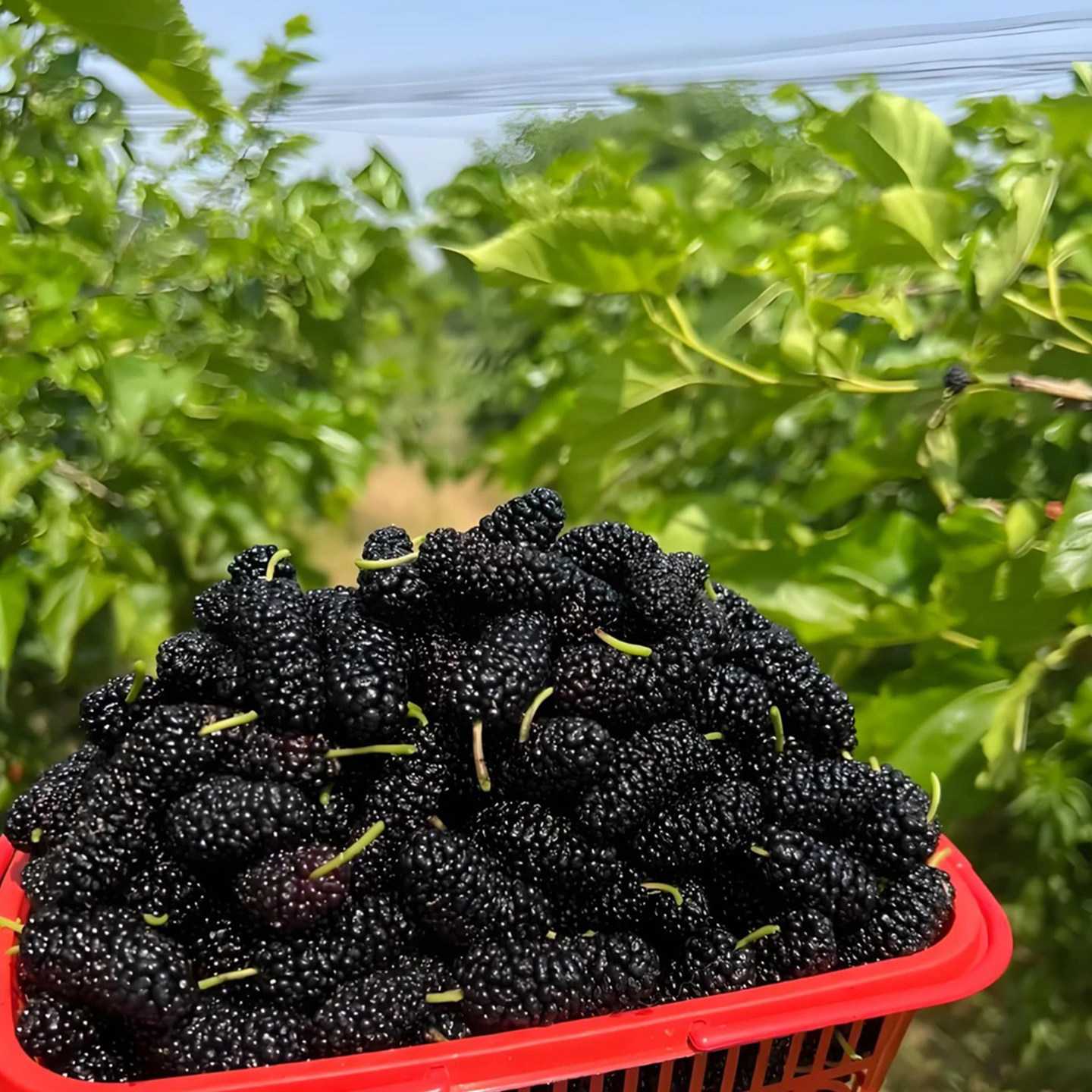 桑葚干黑桑椹特级天然即食泡水干货正宗新疆吐鲁番阿富汗中药材