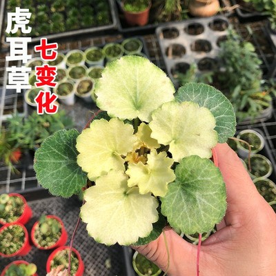 姬虎耳草 金钱吊芙蓉 御所车金丝荷叶金钱菖蒲附石水陆缸造景盆栽