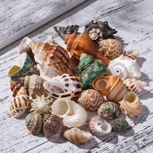 寄居蟹替换壳专用蟹壳海螺壳好看的壳卷贝鱼螺壳寄居蟹壳天然海螺