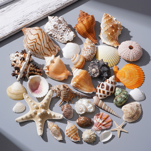 天然贝壳海螺海星海胆壳手工diy材料标本纪念品鱼缸造景小海螺壳