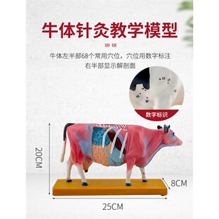 牛针灸模型 动物解剖模型 牛穴位模型 奶牛模型 兽医教学牛解剖