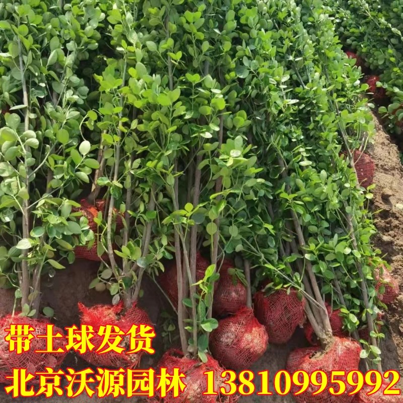 北海道黄杨树苗黄杨篱四季常青绿篱庭院绿化施工围墙冬青篱笆苗