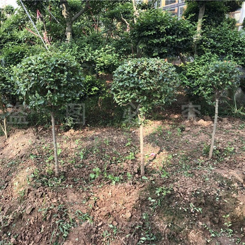 独杆小叶女贞树园林工程绿化观赏造型树四季常青精品苗小叶女贞球