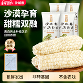 沙域香25年新甜糯玉米沙漠玉米正宗内蒙特产玉米冷鲜锁鲜玉米棒