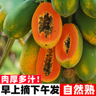 现摘树上熟海南红心木瓜牛奶木瓜5斤 10斤炖汤青皮下奶冰糖心新鲜