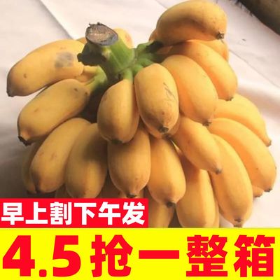 现摘广西小米蕉香蕉9斤新鲜水果整箱当季鲜苹果蕉自然熟粉蕉包邮