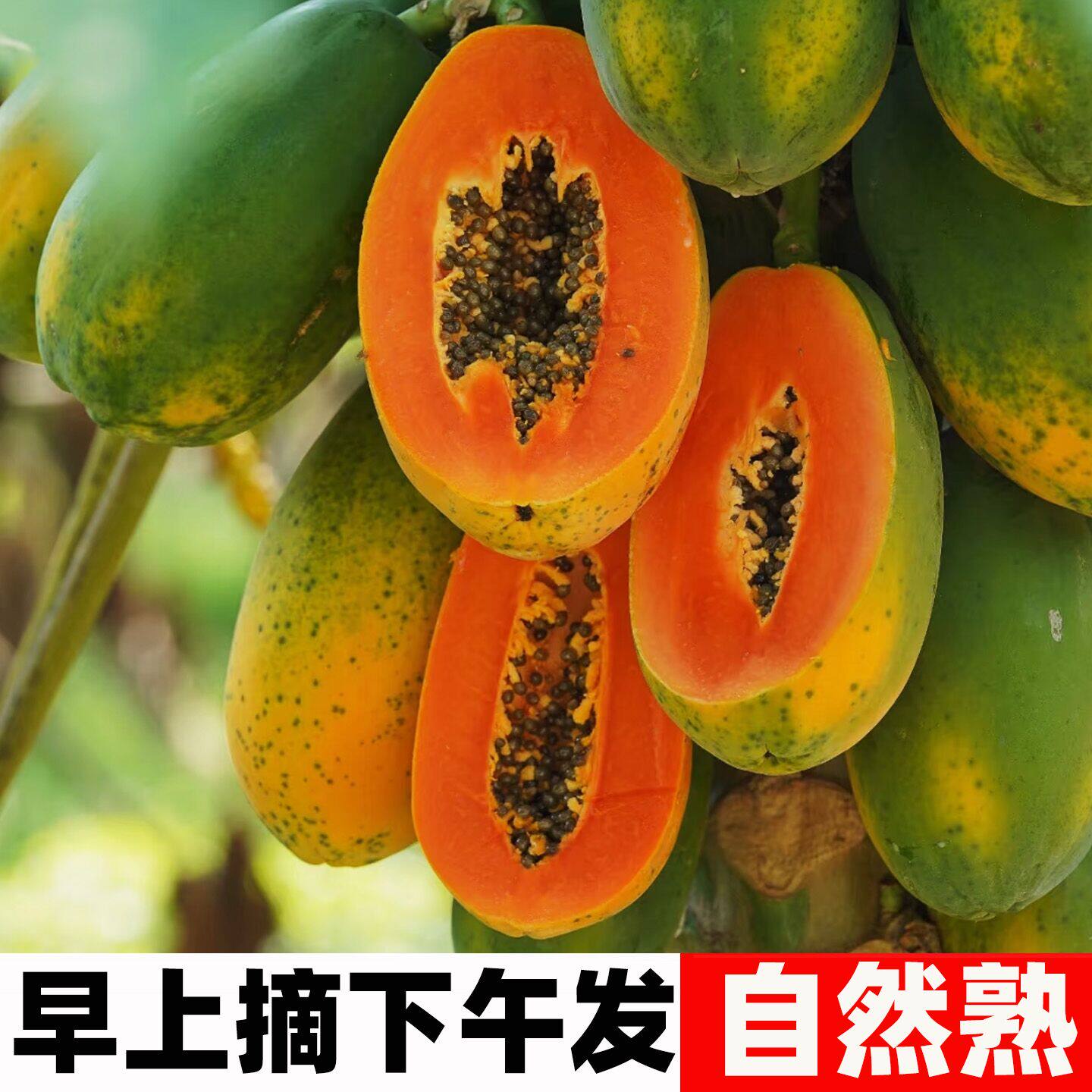 海南冰糖红心木瓜新鲜10斤孕妇水果整箱包邮当季青皮牛奶木瓜下奶