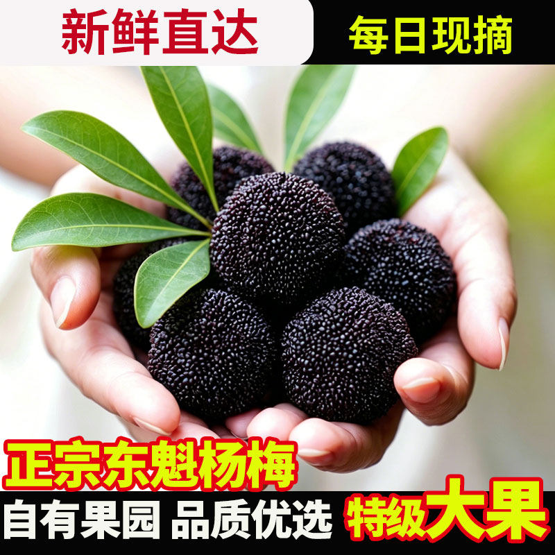 【特级】正宗仙居杨梅新鲜东魁杨梅浙江杨梅鲜果现摘当季孕妇水果
