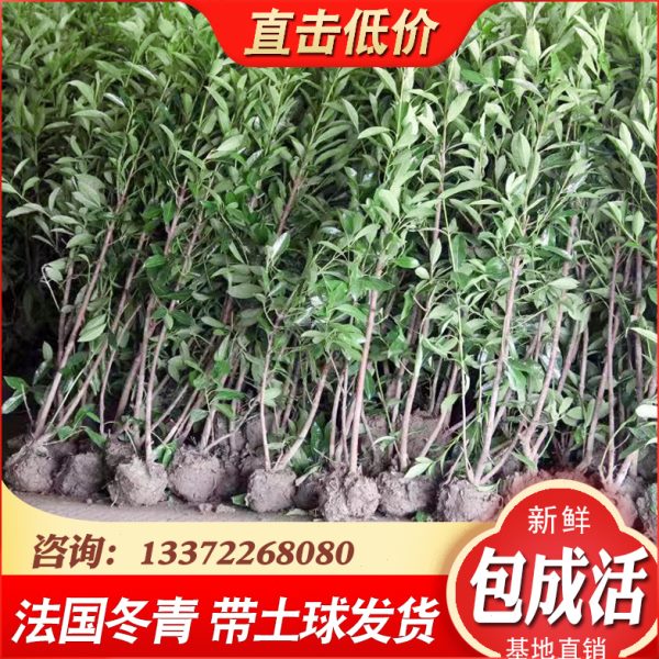 法国冬青珊瑚树苗别墅庭院绿篱四季常绿耐寒篱笆围墙植物树苗冬青