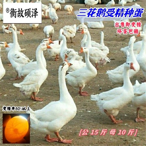衡故硕泽受精种蛋能孵小鹅受精蛋