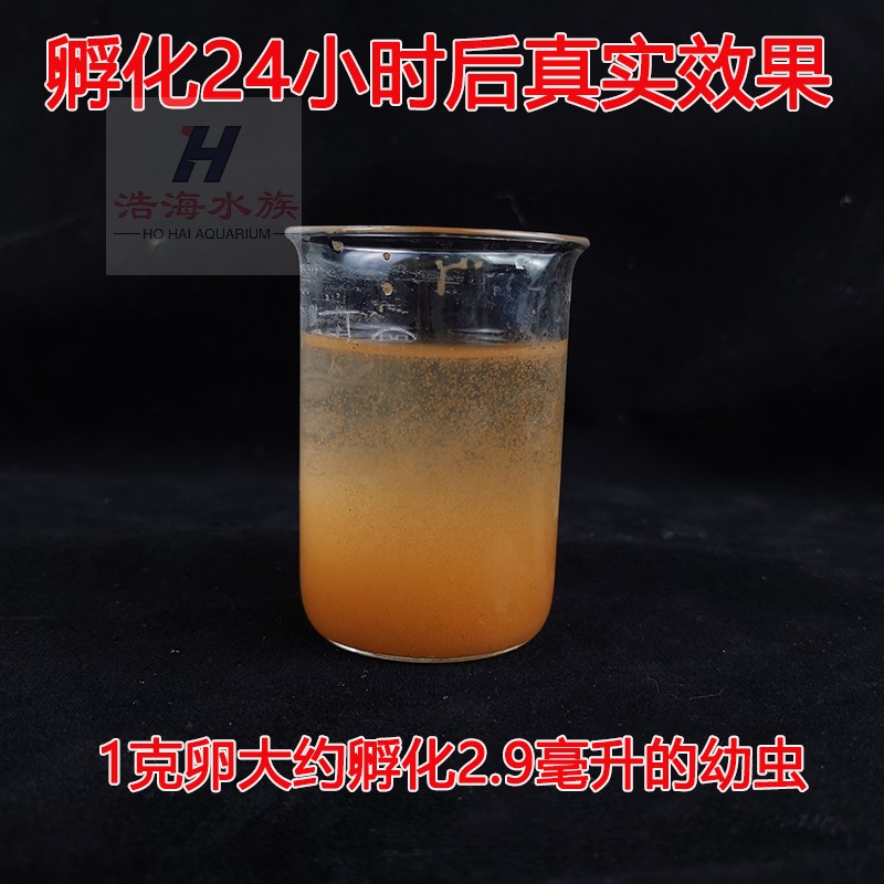 皇冠大红卵丰年虾卵可孵化精品卤虫卵鲈鱼孔雀小鱼苗开口饲料鱼食