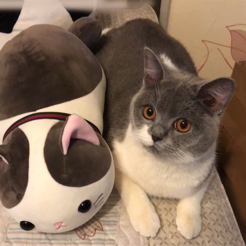 公猫发情性发g泄玩具带器官的玩具硅胶猫叫乱尿升级款发情期用伴