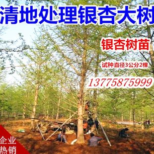 銀杏樹活苗金葉風(fēng)景大樹園林庭院行道門前別墅苗木90cm工程綠化樹