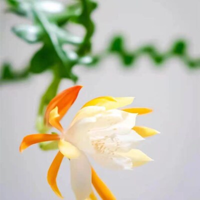 垂吊鱼骨令箭倒挂多肉植物室内小盆栽绿植品种大全高端仙人掌昙花