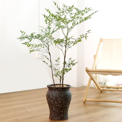 南天竹盆栽客厅绿植室内老桩办公室旺宅大型植物落地式真花好养