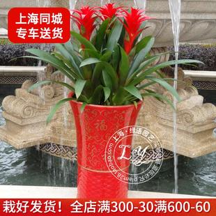 大型鴻運(yùn)當(dāng)頭盆栽鳳梨植物年宵花卉 室內(nèi)綠植辦公室開業(yè)喬遷送禮