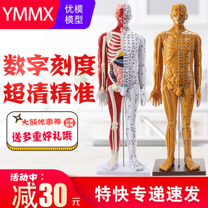 政河高品质中医针灸穴位人体模型人十二经络扎针S小皮铜人全身玩